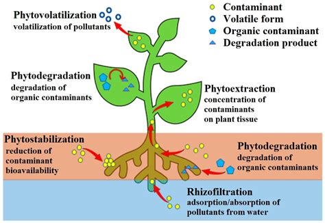 植物吸收重金屬|六種植物吸收重金屬之植生復育法研究 = Phytoremediation of。